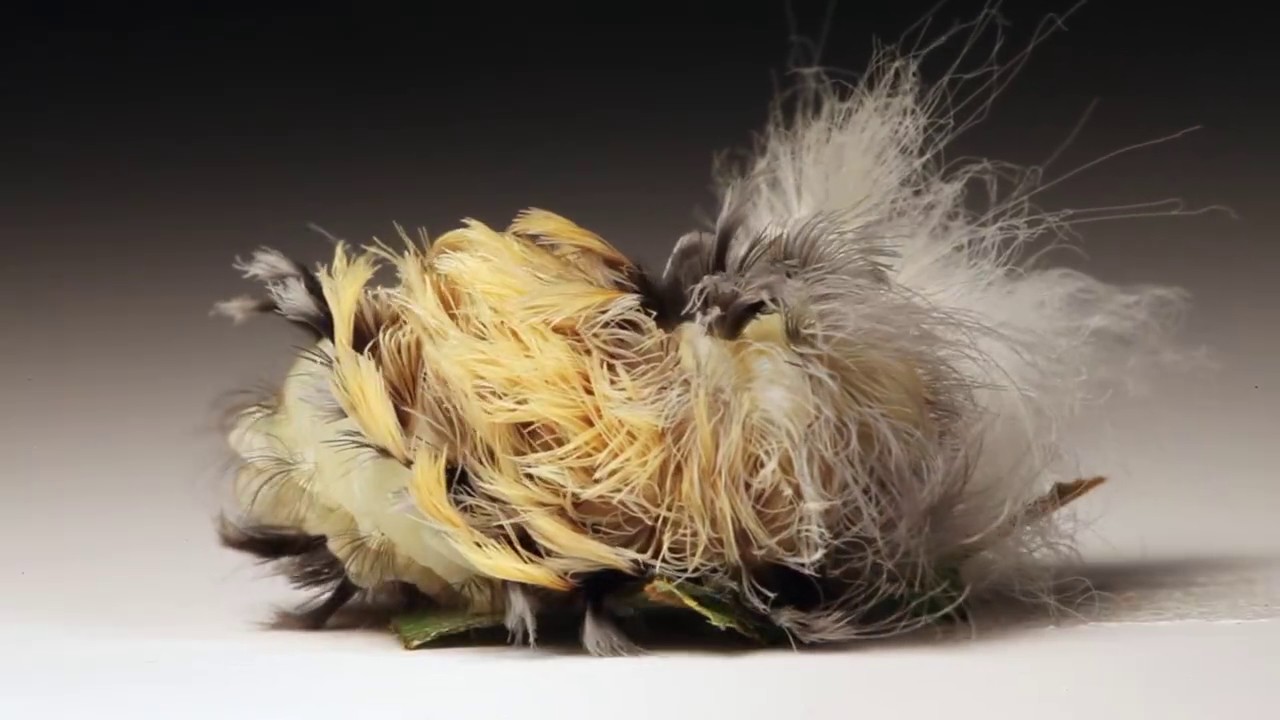 Black-waved Flannel Sheds its Skin and Fluffs Hair at The Caterpillar Lab