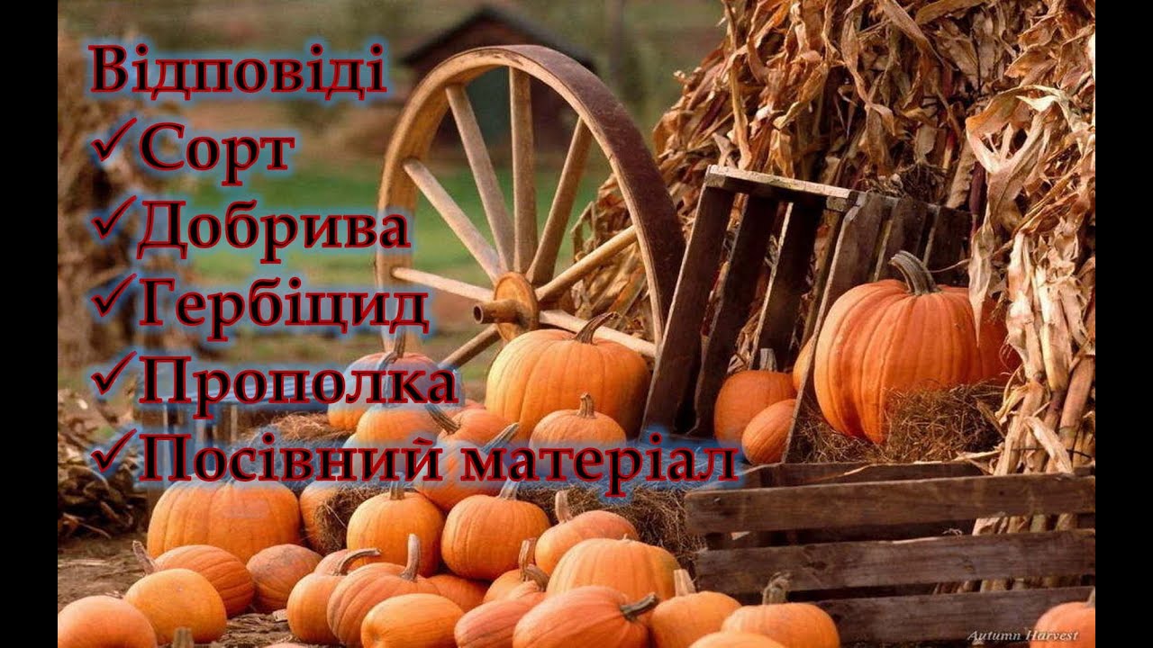 Гарбуз Відповіді.Сорт.Добрива.Гербіцид.Прополка.Посівний матеріал/Тыква ответы