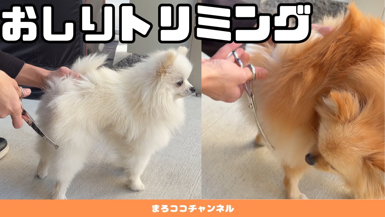 【衝撃】ポメラニアンのお尻をカットした結果…【まろココチャンネル】