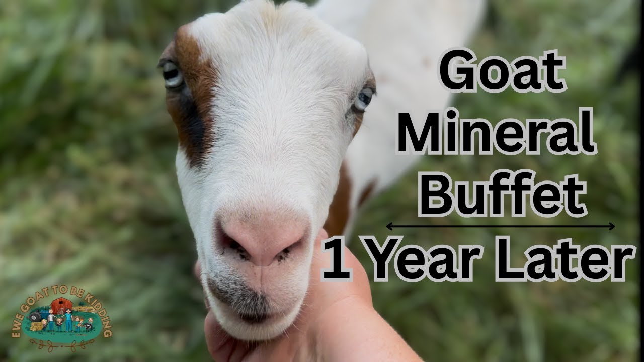 Mineral Buffet for Goats 1 Year Review!