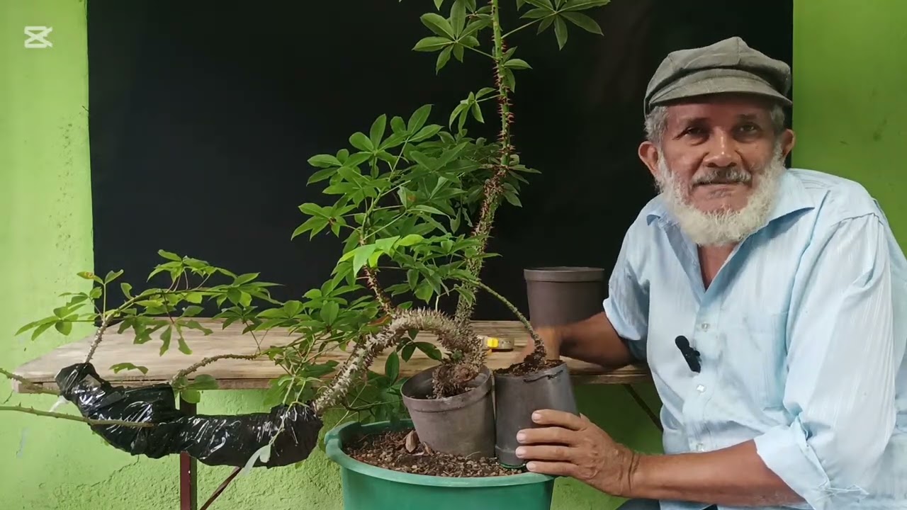 BONSÁI ESTUDIO JOSERRADA - EPISODIO 32: TÉCNICA DE ENGORDE DE CEIBA BRASILEÑA.