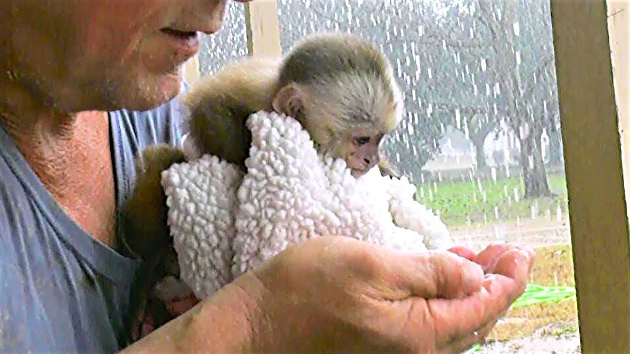 BABY MONKEY Sees Rain UP CLOSE for the FIRST TIME! 😮