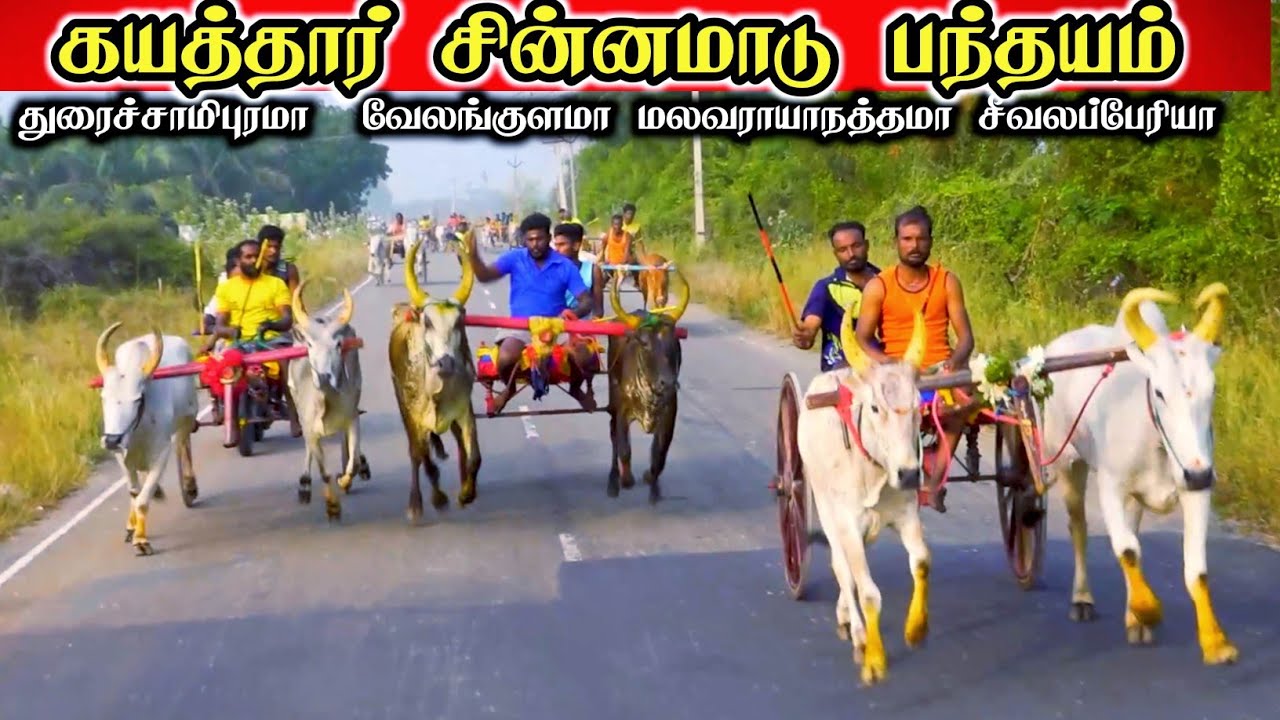 கயத்தார் சின்னமாடு பந்தயம் 28.02.2026