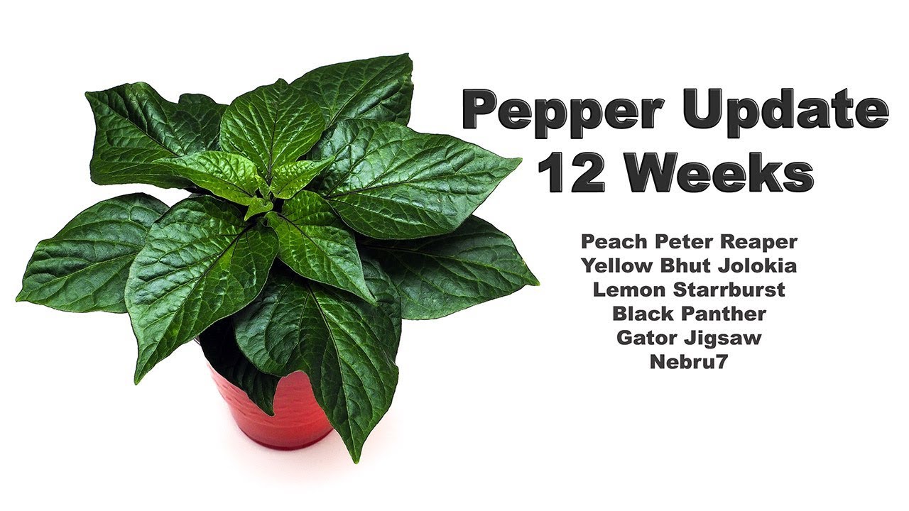 12 Week Pepper Update