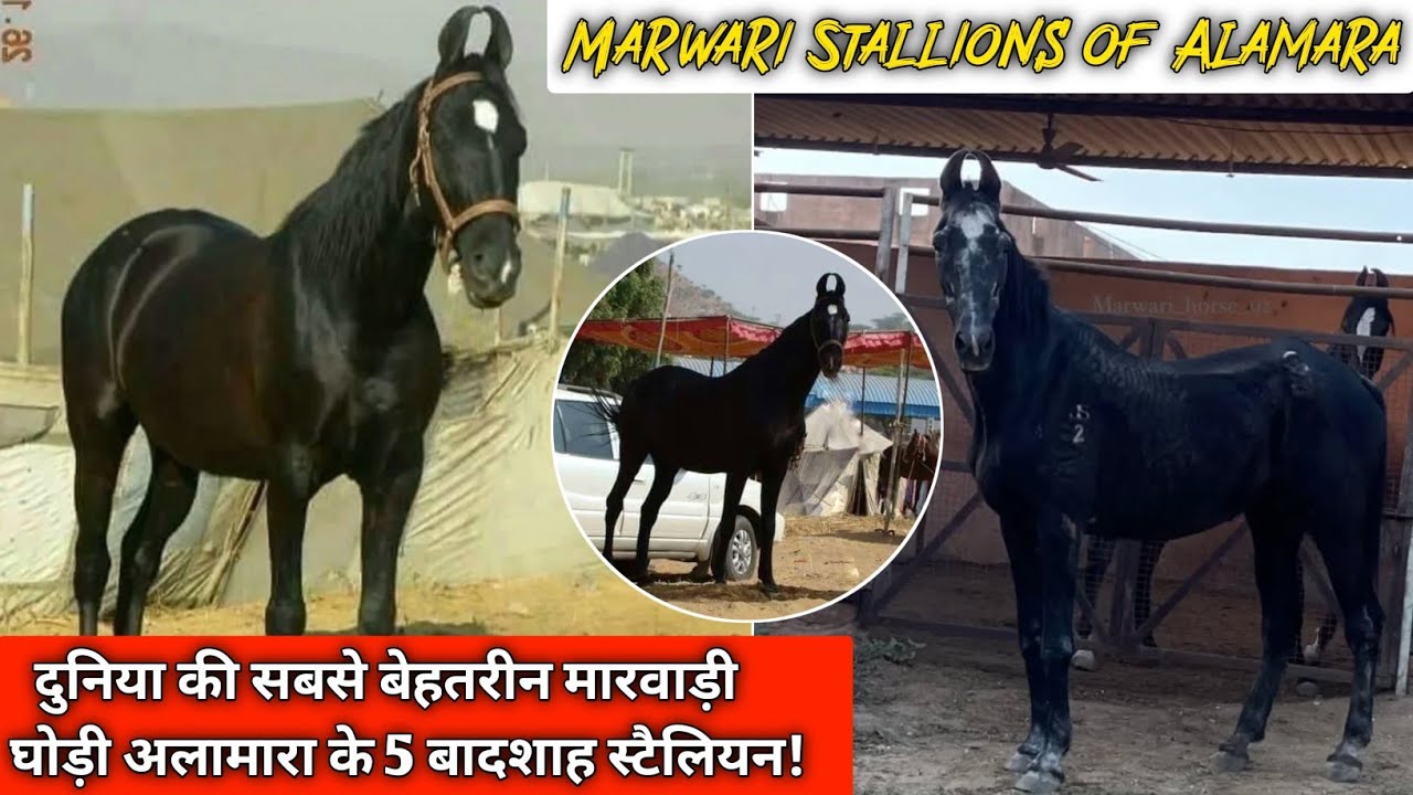 दुनिया की सबसे बेहतरीन मारवाड़ी घोड़ी अलामारा के 5 स्टैलियन! 🔥 Marwari Stallions of Alamara ||