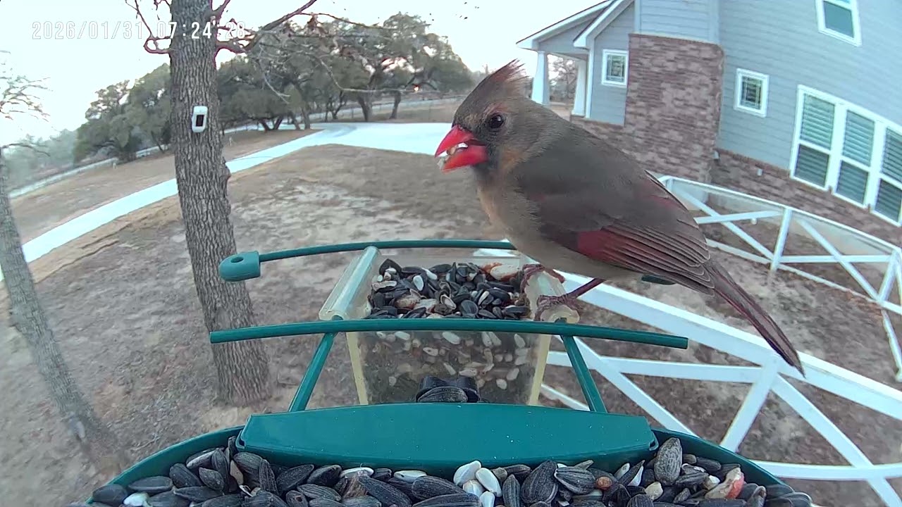 Female Cardinal Has Feeder All To Herself 