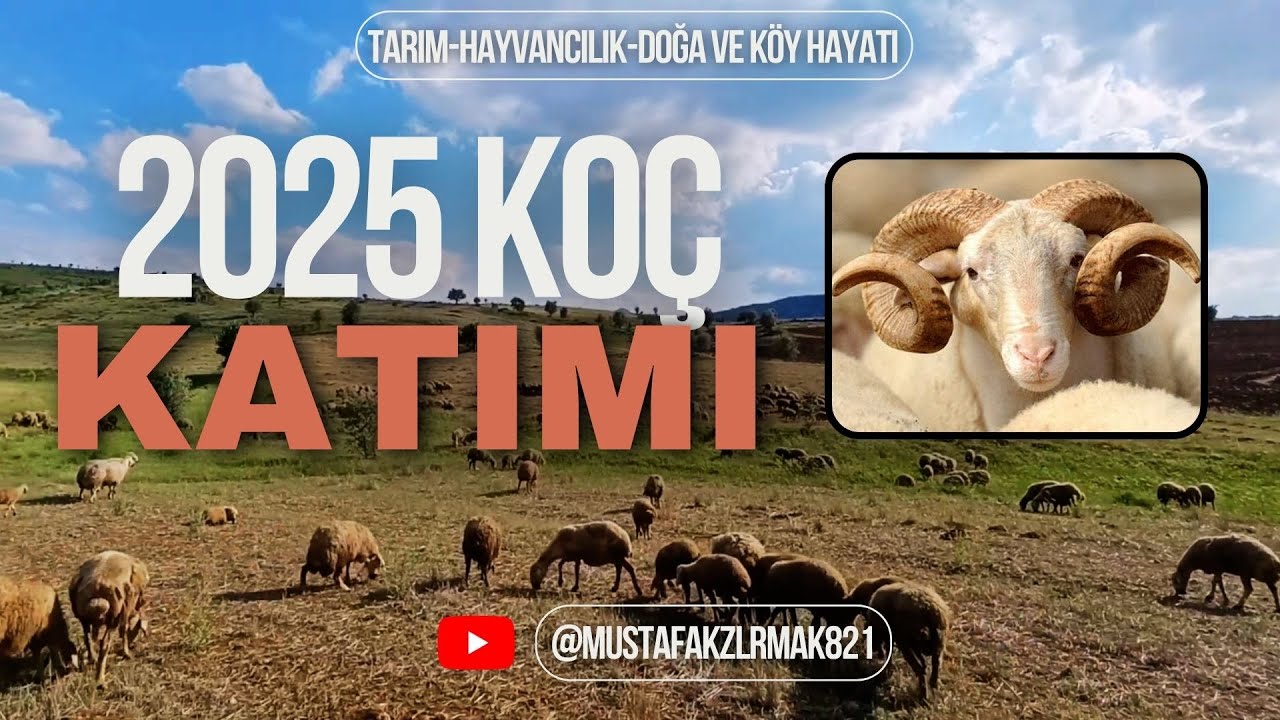 Koç Katımı Nedir? Ne Zaman ve Nasıl Yapılır? | Adım Adım Uygulama #koçkatımı #koyun #doğa