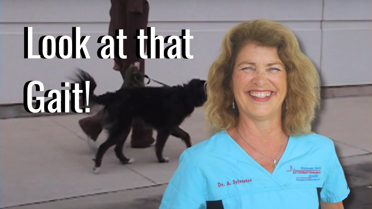 Observing the dog at a walk