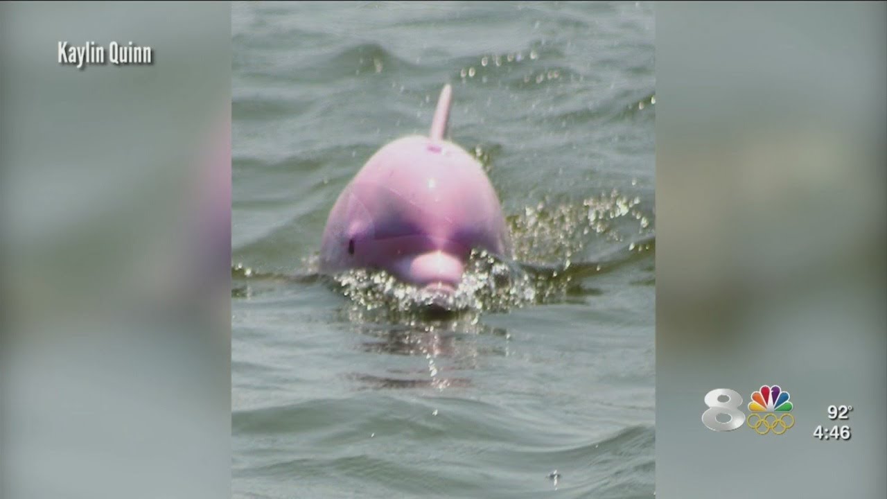 Pinky the Dolphin