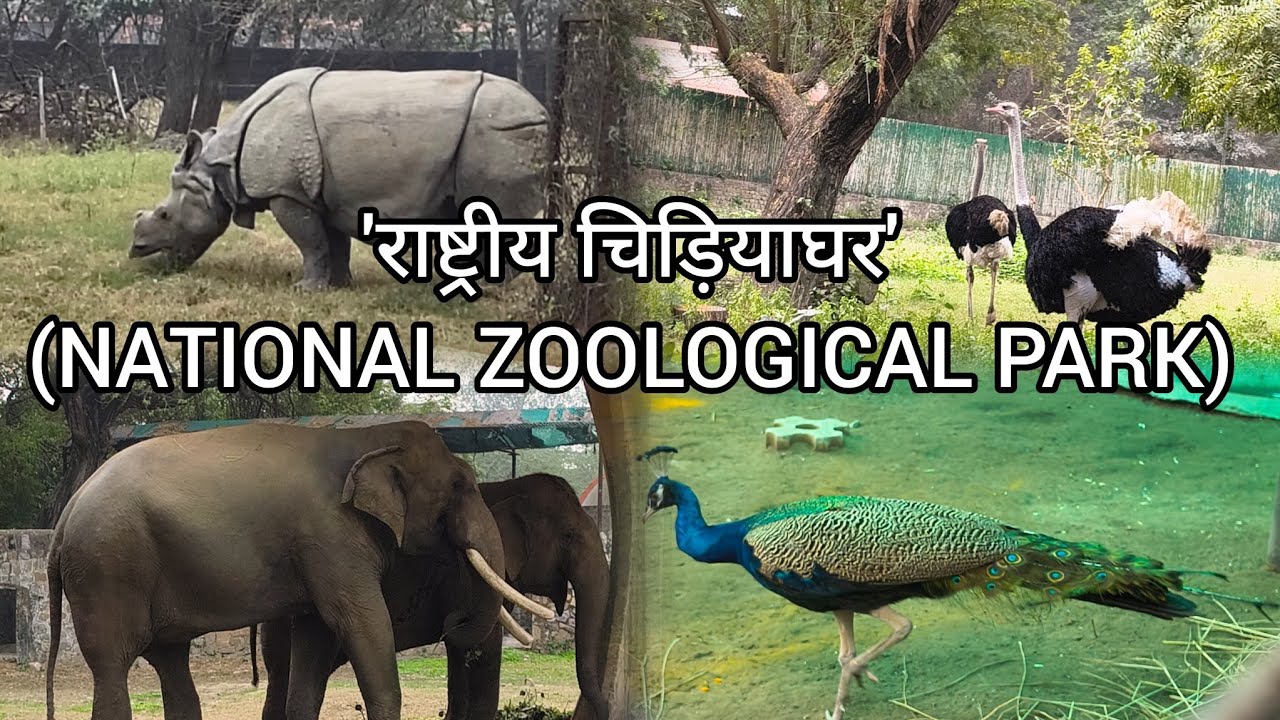 राष्ट्रीय चिड़ियाघर' टिकट कितने का है..👉👉😎😎😎#dailyvlog @misspahadan90 