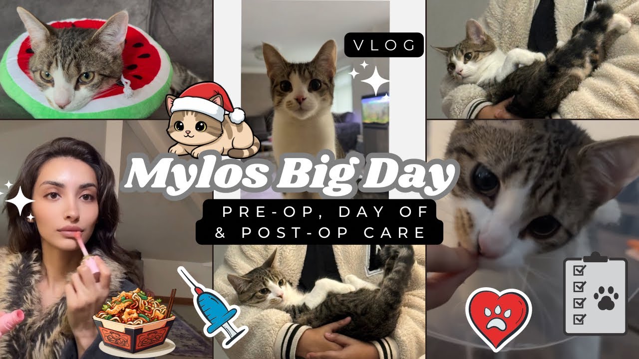 День операции моей кошки 🐱🏥 Подготовка к операции, кастрация, послеоперационный уход и восстановл...