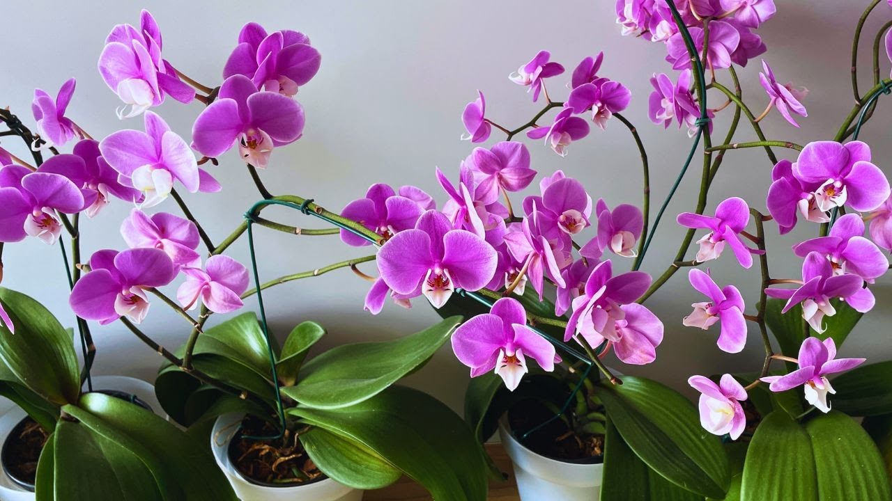 LEVEI ORQUIDEAS PARA CULTIVAR NO OAPATAMENTO | JD Orquídeas