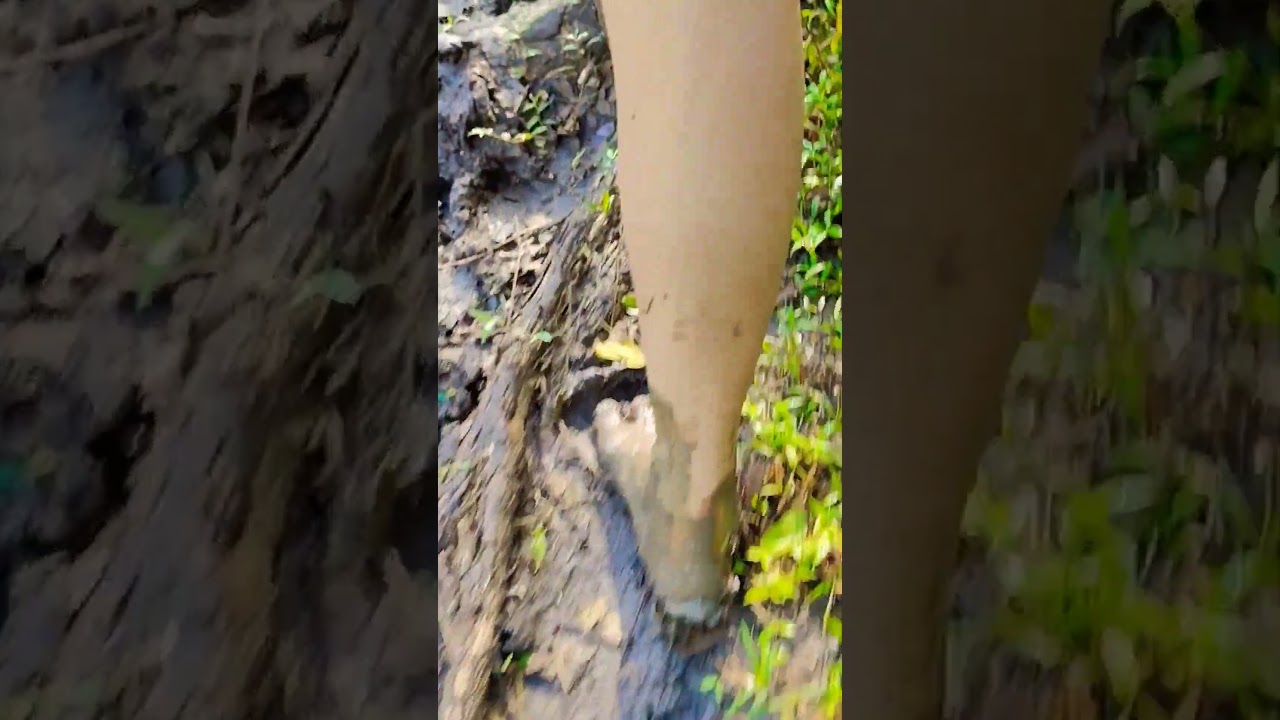 A Day In My Life:Muddy Barefoot Walking ASMR🇵🇭#asmrsounds #barefoot #walking #exercise #mud #bukid