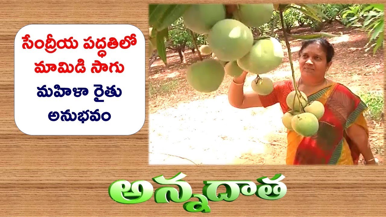 Mango Organic Farming | by Lady Farmer Of Kadapa || ETV Annadata