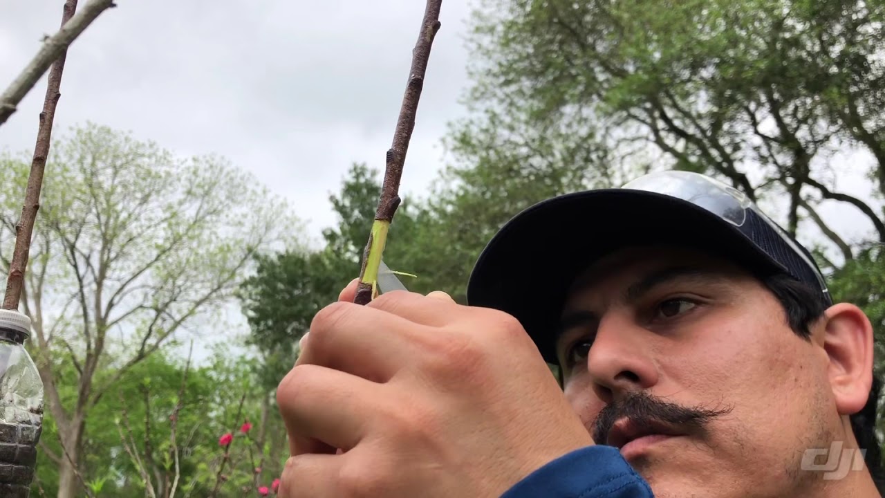 Propagating peach tree! Propagating Wednesday’s