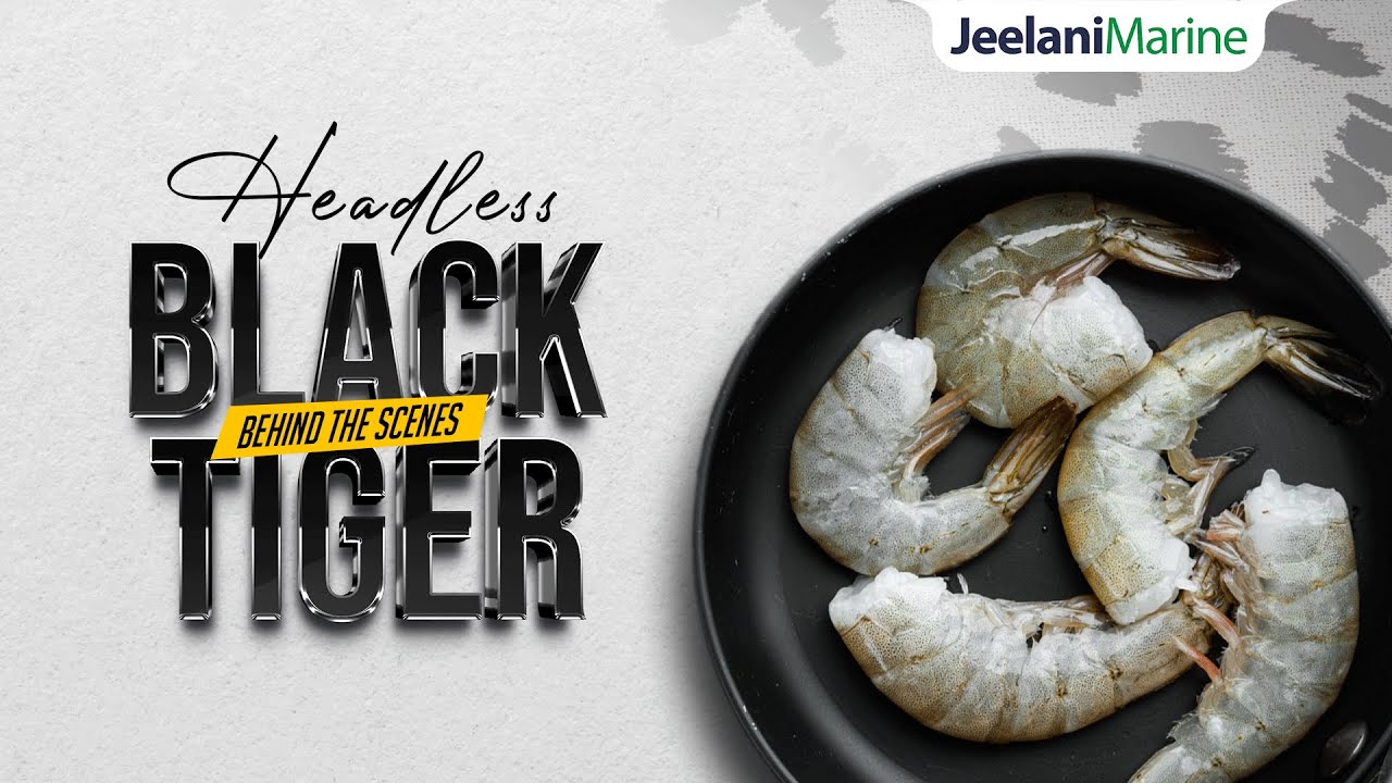 Headless Black Tiger Shrimps Production | JEELANI MARINE PRODUCTS