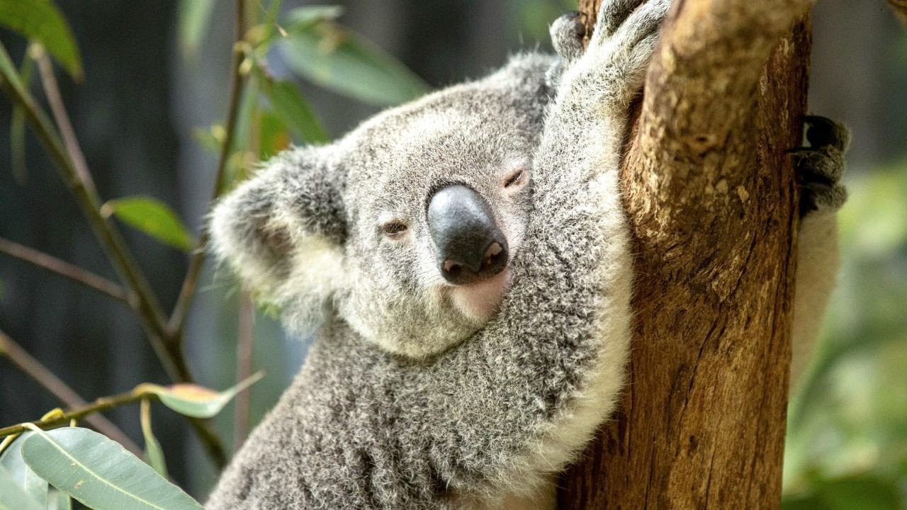 El incomparable marsupial: EL KOALA 🐨🐨🐨 - grandes documentales de animales