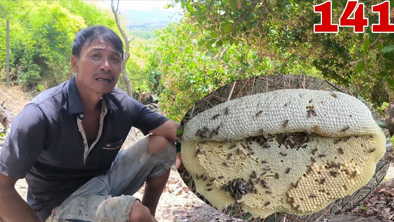Săn tìm ong trong những vườn điều gặp bác chủ vườn quá ủy tín luôn