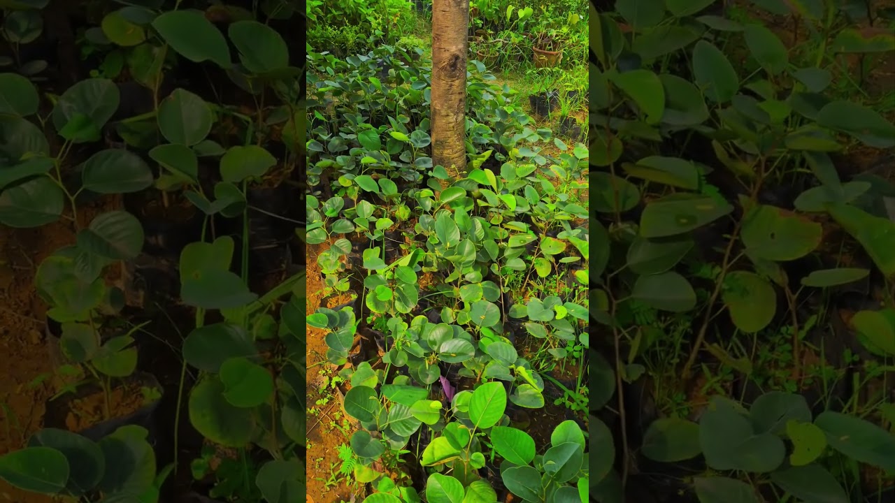 Lal Chandan plant in Nursery #agro #red #sandlewood #chandan #lalchandan
