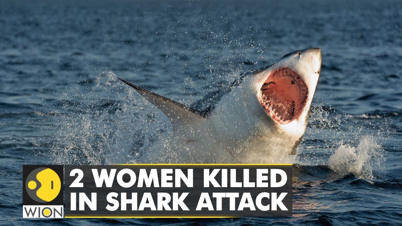 Egypt closes Red Sea beaches after deadly Shark attacks | Latest International News | World News