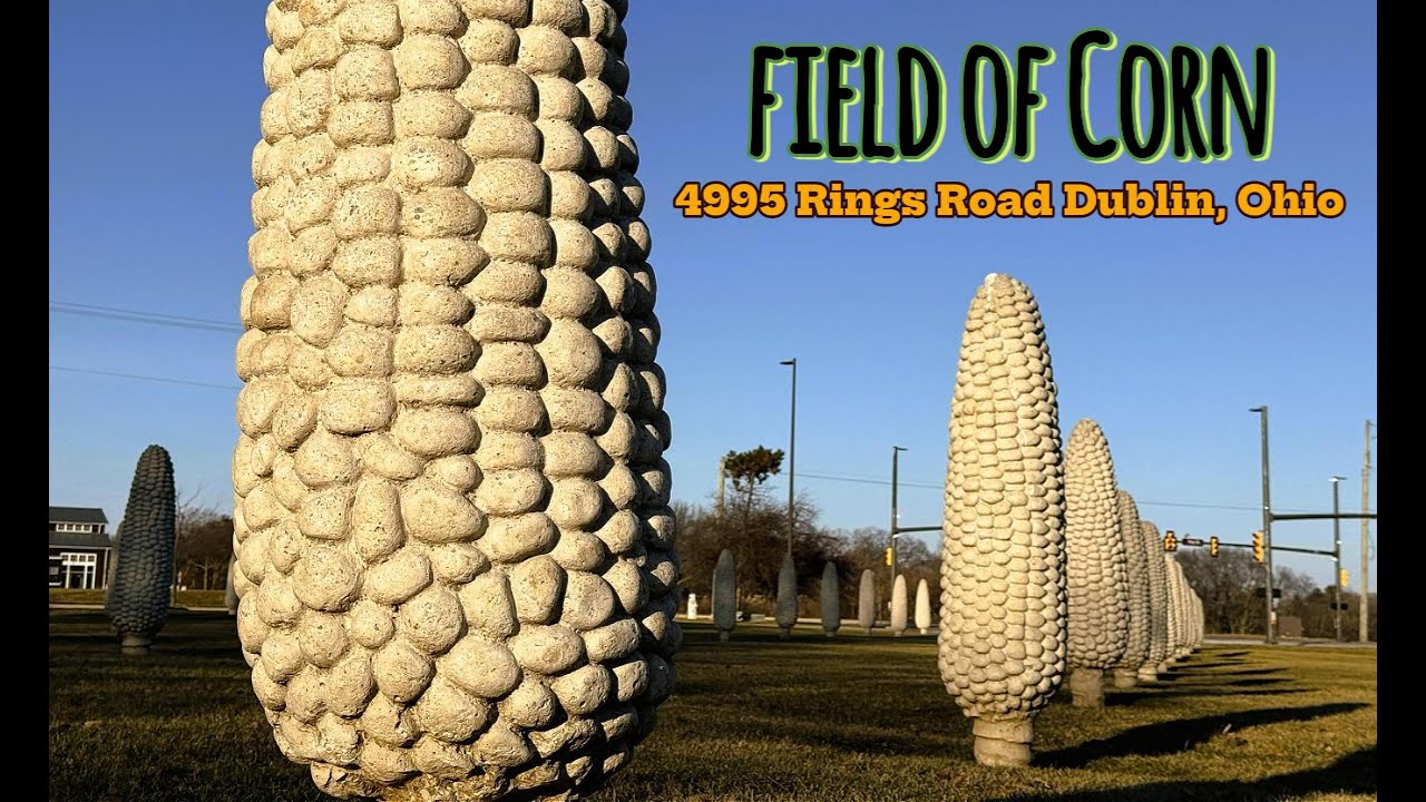 Field of Corn Dublin Ohio