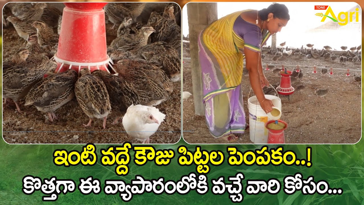 Kouju Pitta, Quail Birds Farming at Home | కొత్తగా ఈ వ్యాపారంలోకి వచ్చే వారి కోసం..! Tone Agri