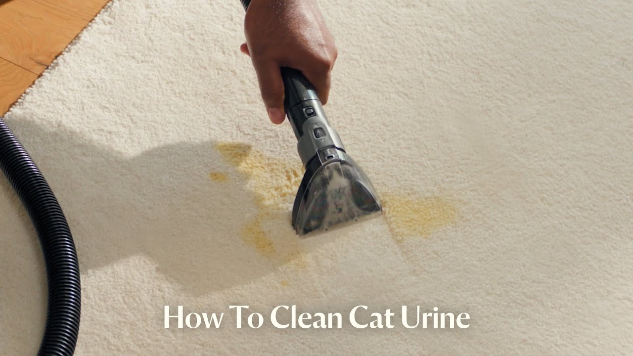 How to Clean Cat Urine | Pet Proven&trade;