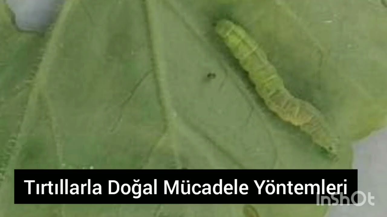 🐛Bitkilerin Yapraklarını KemirenTırtıllarla Doğal Mücadele Yöntemleri 🐛