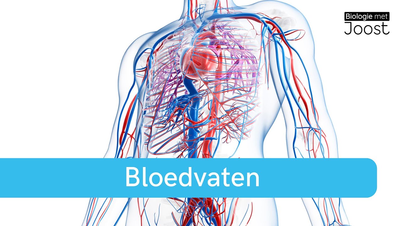 Bloedvaten | Aders, slagaders en haarvaten | Samenvatting