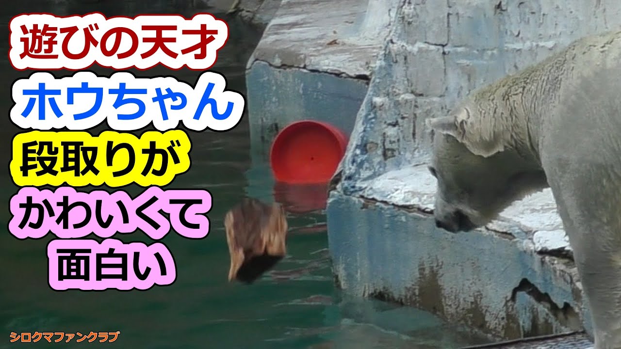 Хо-тян, игривый гений, такой милый и забавный в зоопарке Тэннодзи.