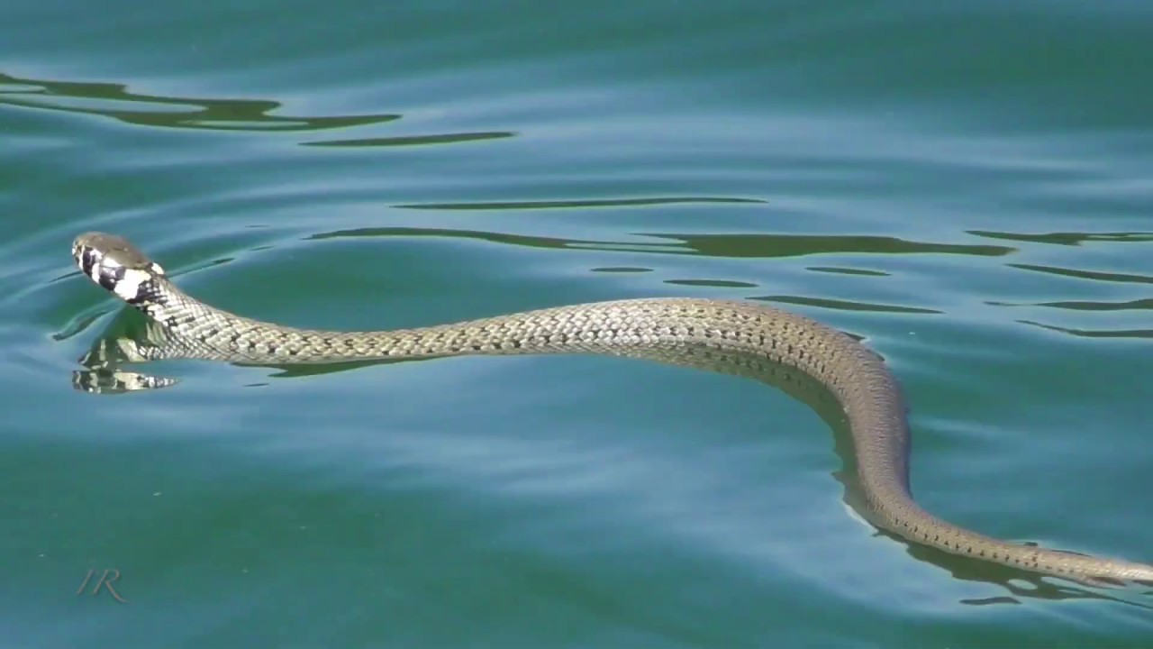 Schwimmende Ringelnatter (Natrix natrix)