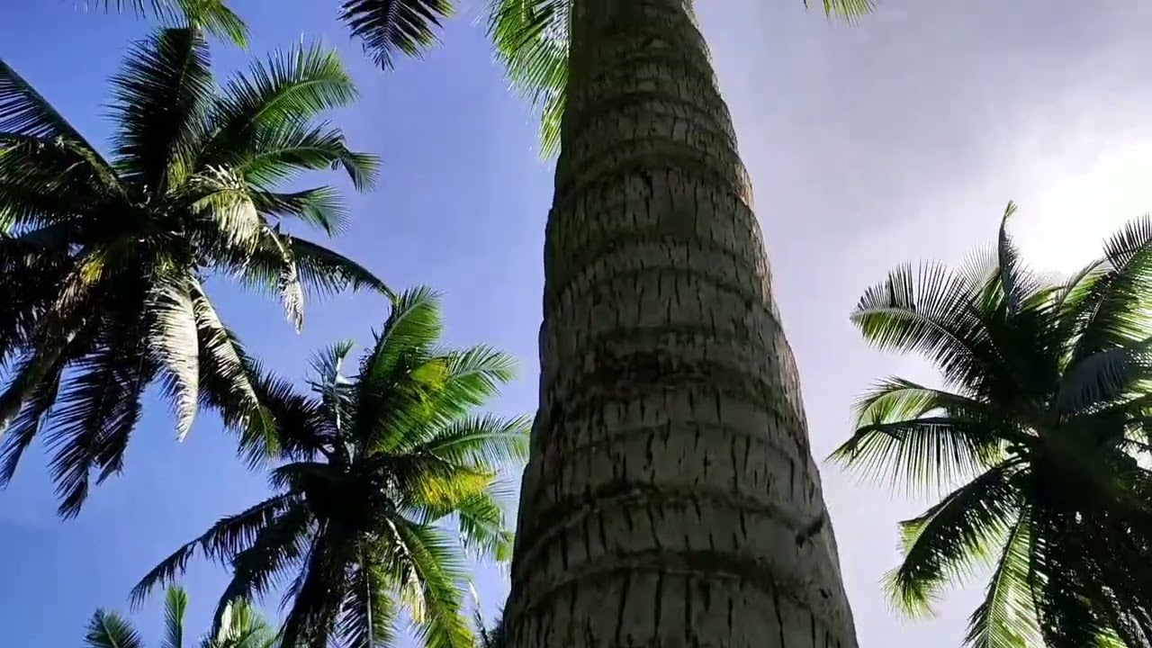 PROMOTIONAL VIDEO FOR ENVIRONMENTAL CONSERVATION