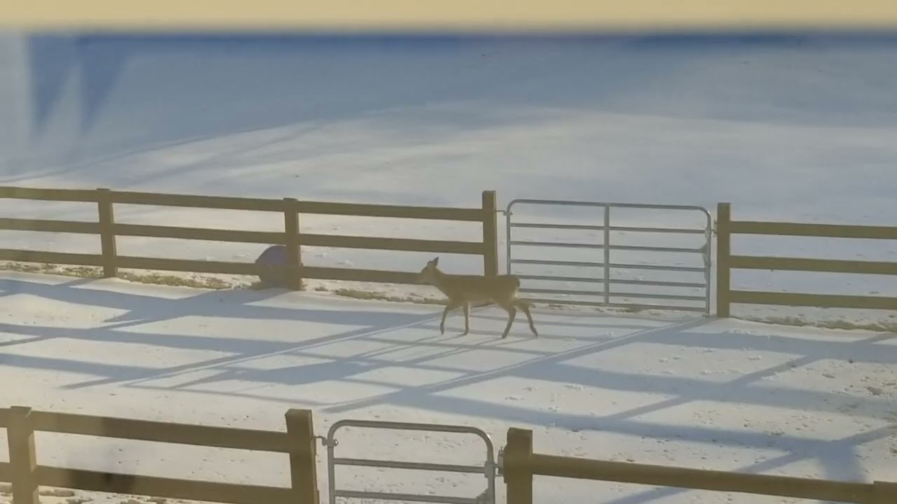 Deer eating our bird food ... Baby learning the ropes.