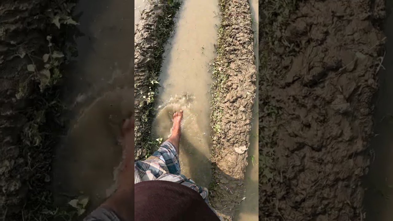 গ্রামের ক্ষেতে ধান লাগানোর আসল দৃশ্য 🌾 | Village Paddy Farming | #villagelife 