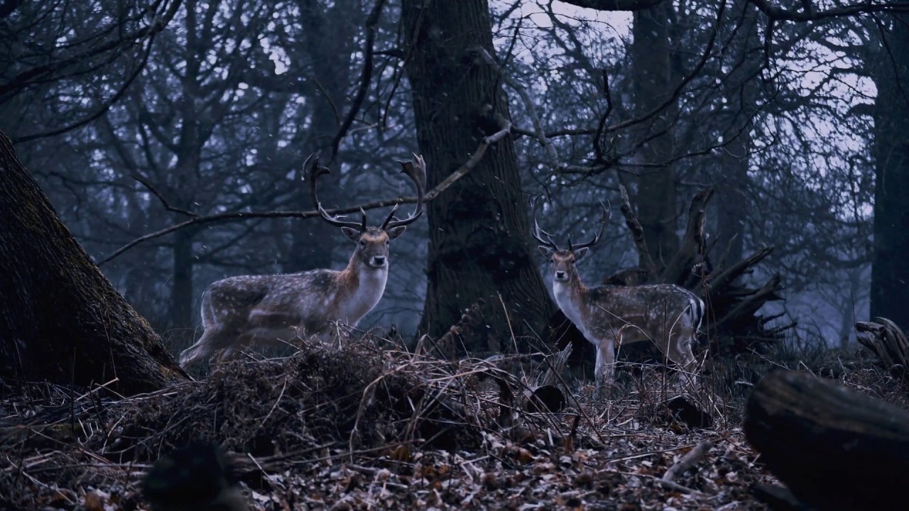 The Hidden Treasure of Richmond Park