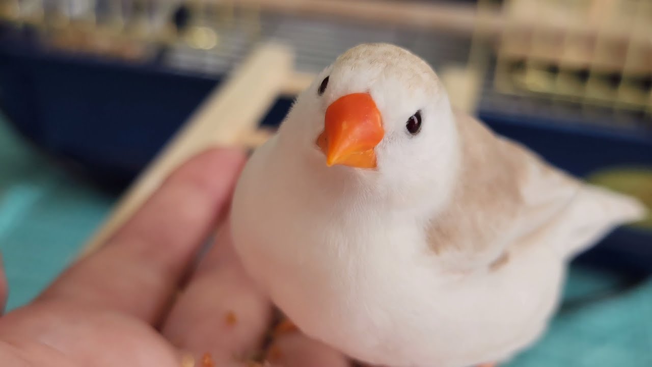 荒鳥キンカチョウのホロちゃん手乗りに挑戦！My zebra finch tried to perch on my hand!【4K】
