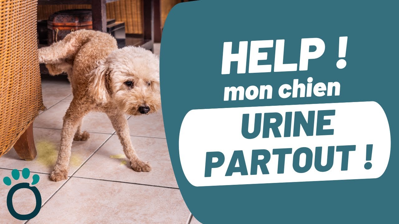 Tout savoir sur le MARQUAGE urinaire !