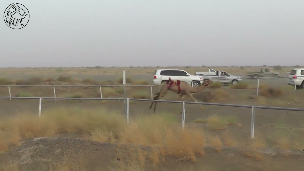 الريف / سلطان بن العبد الغاربي ( ميدان الشويعي )