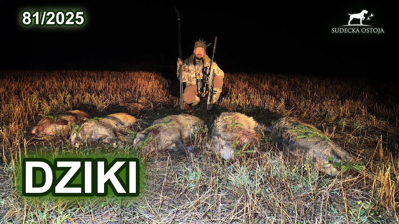 Dzicza noc - SUDECKA OSTOJA 81/2025 wildbars hunting hunt thermal 