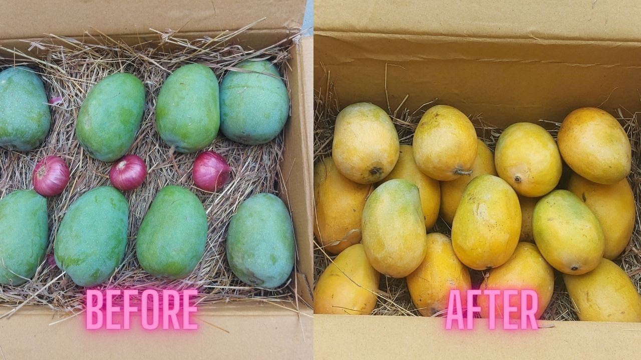 घर पर कच्चे आम को पकाने का आसान तरीका || ORGANIC METHOD FOR RIPEING MANGOES || HOW TO RIPE MANGOES