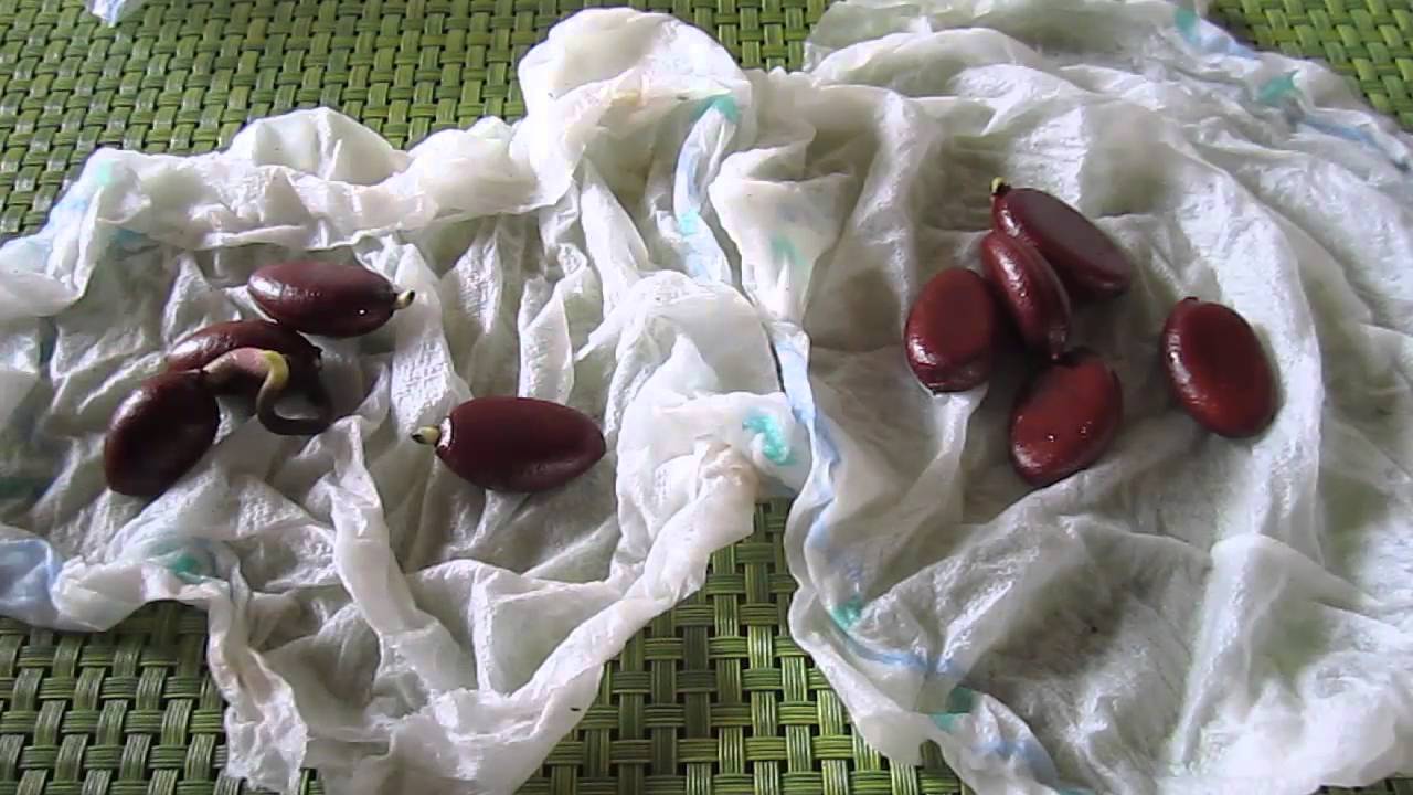Schwarze Sapote aus Samen ziehen