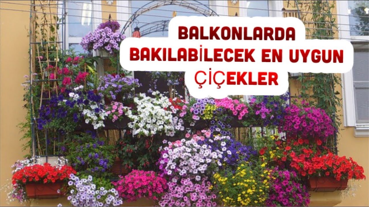 BALKONDA YETİŞTİRİLEBİLECEK   EN GÜZEL ÇİÇEKLER HANGİLERİDİR ?