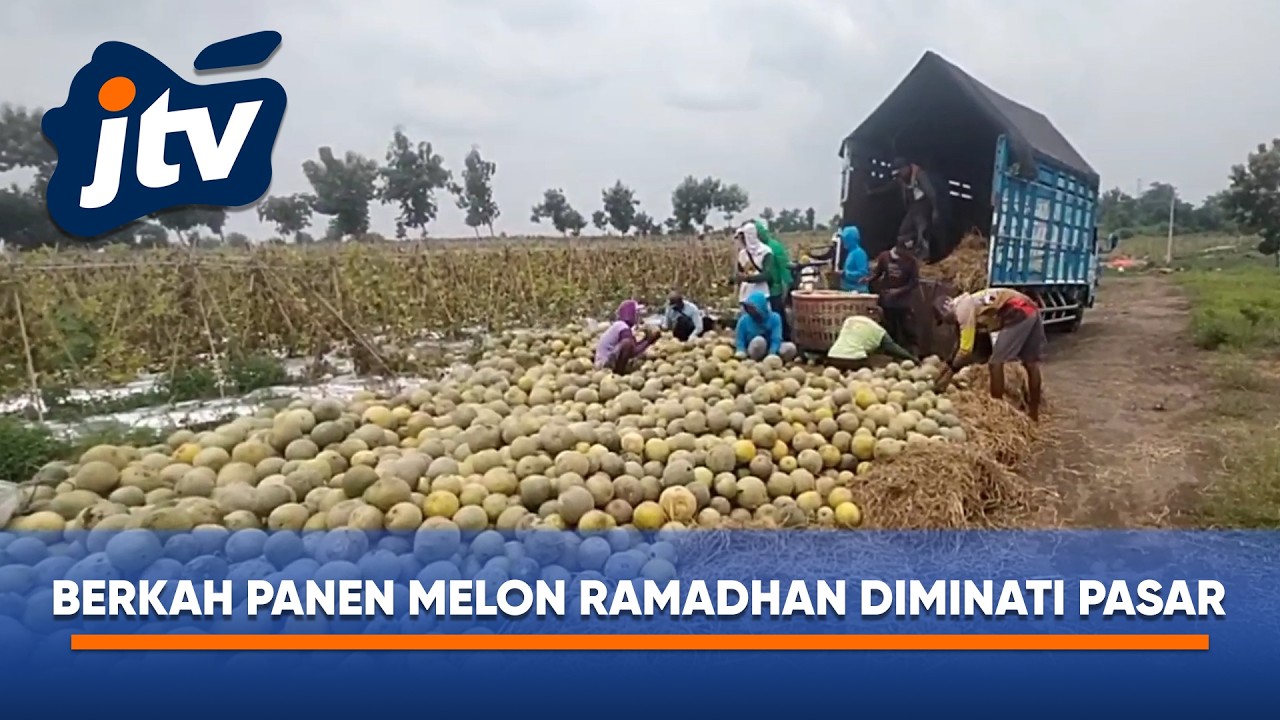 BERKAH RAMADHAN, MELON PREMIUM SITUBONDO DIMINATI PASAR