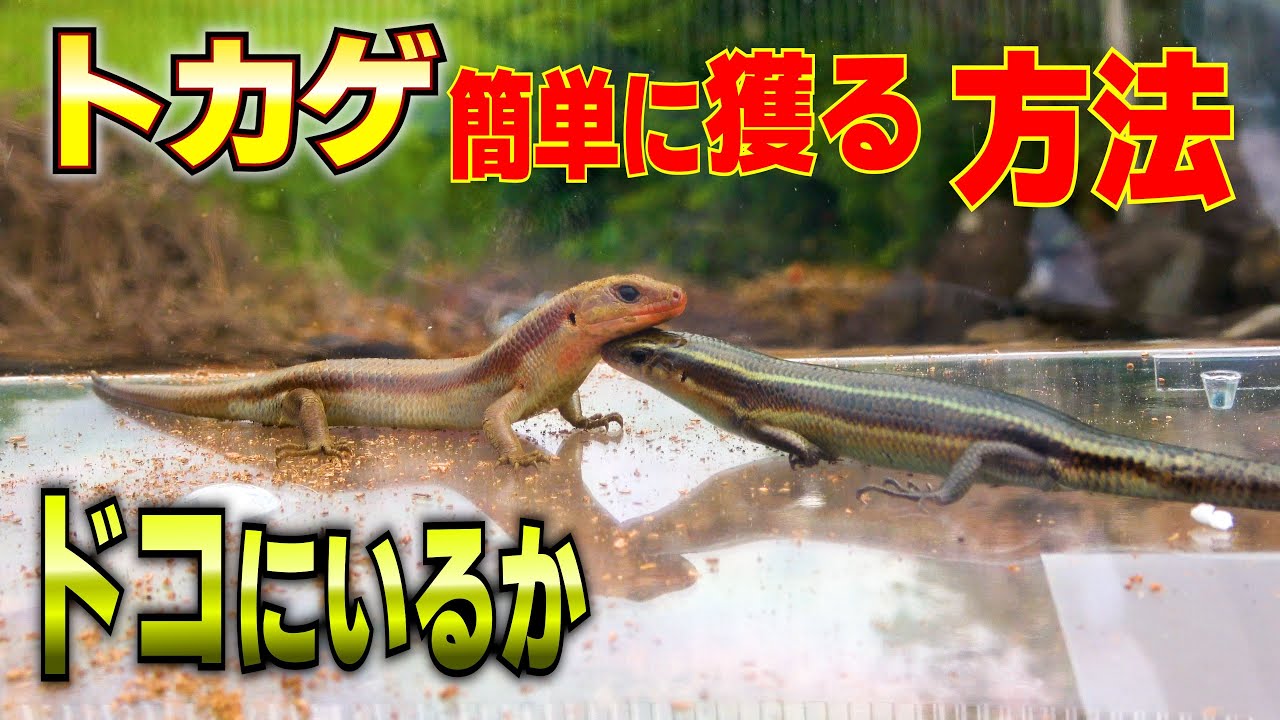 トカゲを簡単に捕まえる方法!!