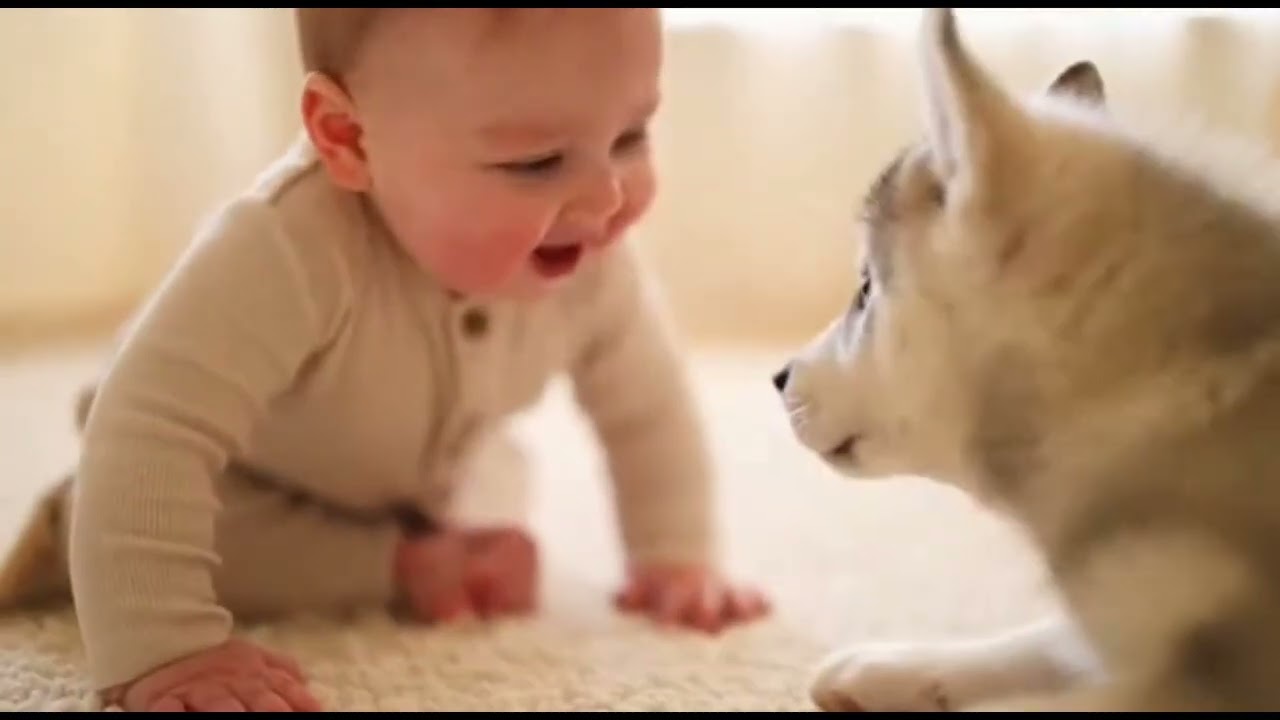 Baby Copies Husky Bark – Hilarious Reaction!”