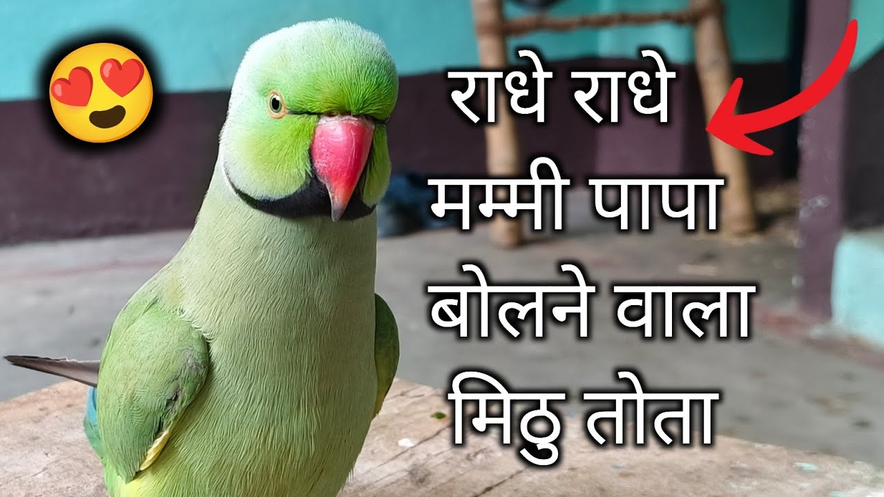 Parrot talking mummy papa😱Parrot talking radhe radhe🙏राधे राधे बोलने वाला मिट्ठू🥰Parrot sound mithu😍