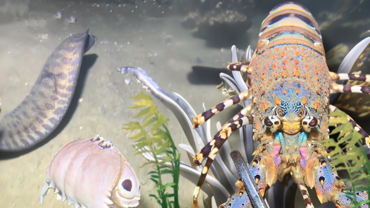 3 big lobsters for today- Diving to catch seafood, shrimp, sea cucumber- Vlog Relaxing under the sea