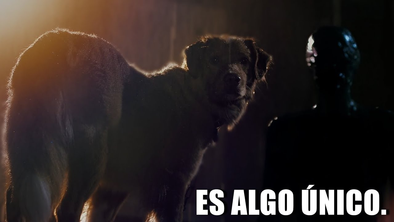 GOOD BOY TE VA A HACER LLORAR (como a mi)