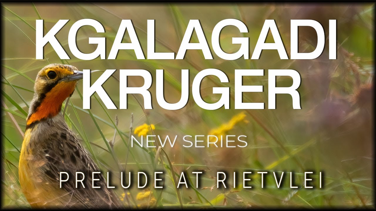 Back to KGALAGADI & KRUGER - but first a prelude at RIETVLEI