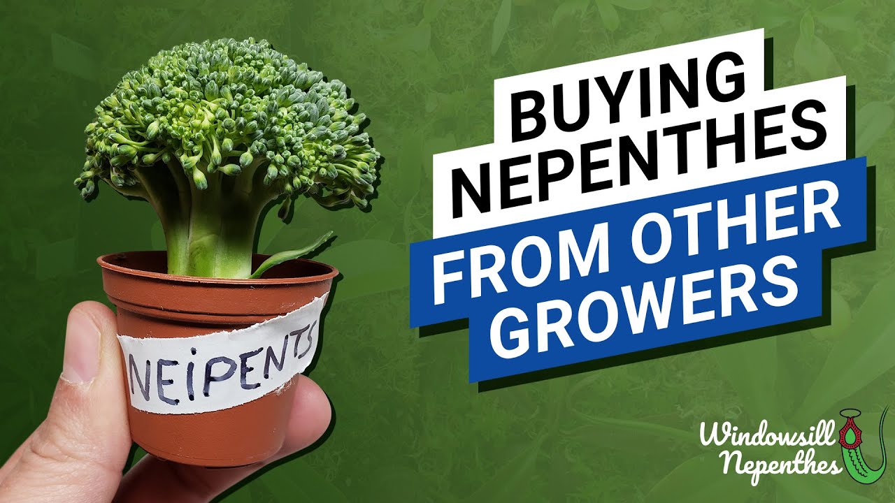 😍  🌿  Buying Nepenthes From Other Growers / Is The Quality Of Plants The Same As Shops?